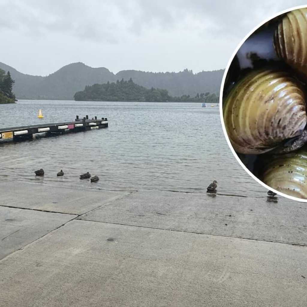 Lake Tarawera Under Threat Amidst Gold Clam Infestation Fears Lake Tarawera Under Threat Amidst Gold Clam Infestation Fears