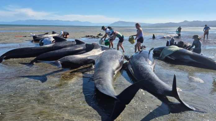 Massive Whale Stranding Raises Alarm on Farewell Spit Massive Whale Stranding Raises Alarm on Farewell Spit