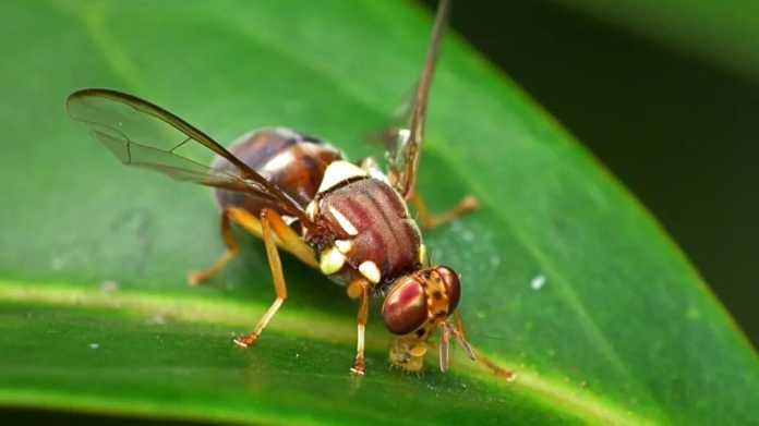 Auckland on High Alert: Fruit Fly Discovered in Local Suburb Auckland on High Alert: Fruit Fly Discovered in Local Suburb