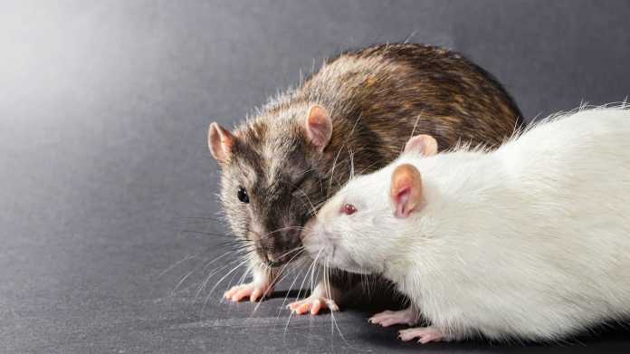 Rats in New Zealand: A 1900 Plague Retrospective Rats in New Zealand: A 1900 Plague Retrospective