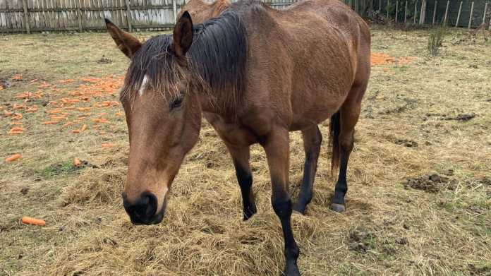 Owner Jailed for Neglect After Racehorse Starves to Death Owner Jailed for Neglect After Racehorse Starves to Death