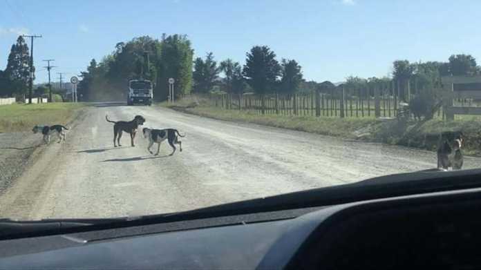 Kaitāia Woman Sentenced Over Dog Attack in Kaiwaka Kaitāia Woman Sentenced Over Dog Attack in Kaiwaka