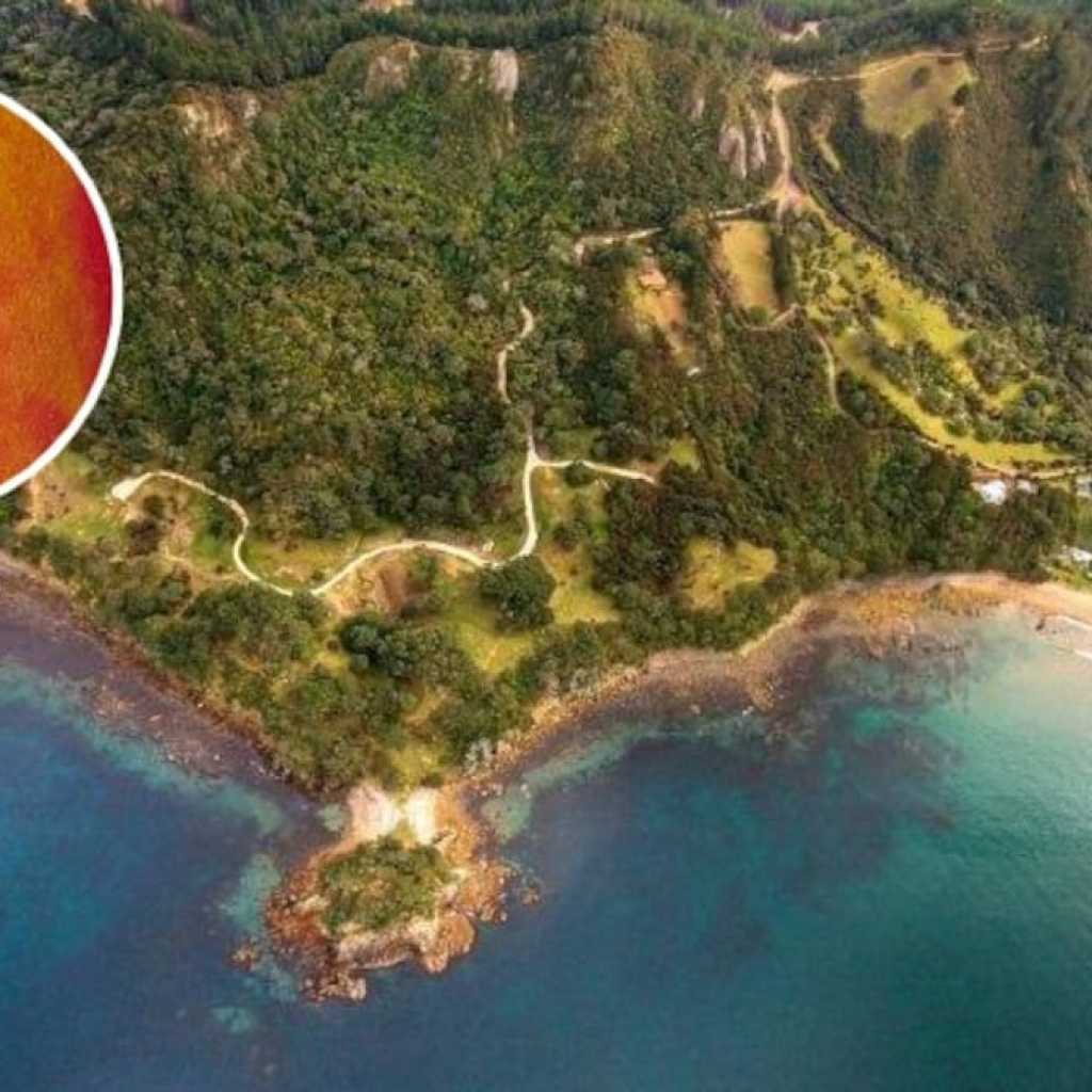 Kayaker Fends Off Shark Attack With Paddle In Coromandel Incident Kayaker Fends Off Shark Attack With Paddle In Coromandel Incident