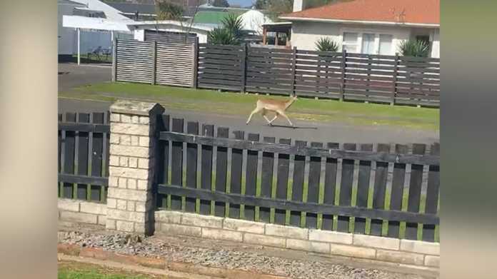 Options Limited for Managing Wild Deer in Whanganui Suburbs Options Limited for Managing Wild Deer in Whanganui Suburbs