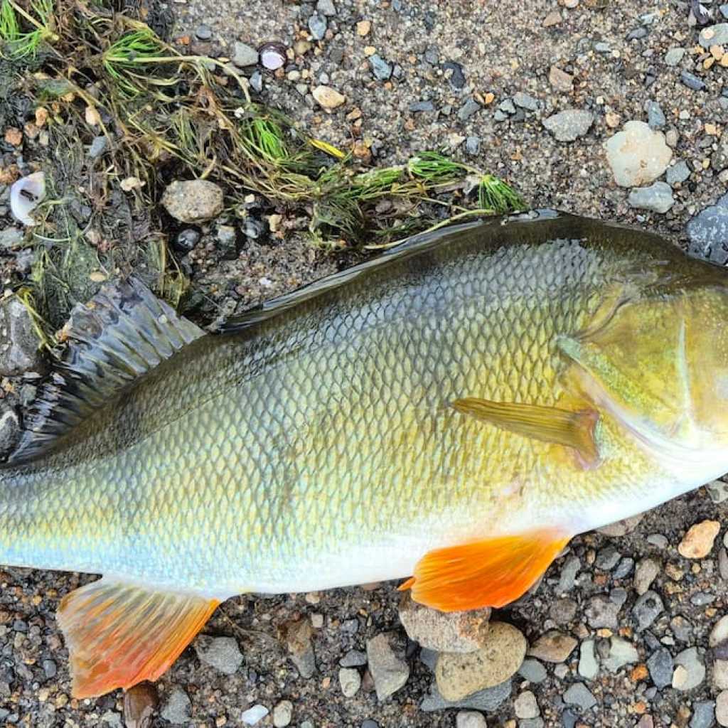 Invasive Redfin Perch Threaten Native Fish in Lake Karāpiro Invasive Redfin Perch Threaten Native Fish in Lake Karāpiro