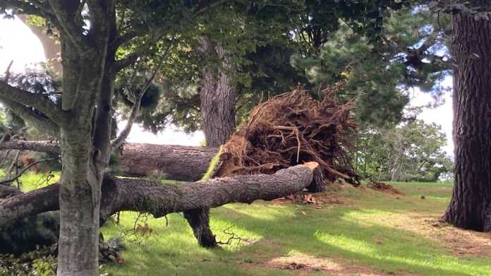 Tree Falls in Yatton Park, Tauranga, Prompting Council Closure Tree Falls in Yatton Park, Tauranga, Prompting Council Closure