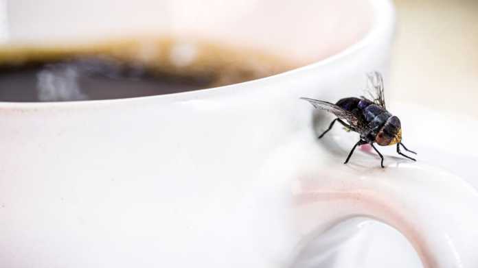 Pest-Proofing Your Home for Summer: A Guide to Keeping Unwanted Insects Out Pest-Proofing Your Home for Summer: A Guide to Keeping Unwanted Insects Out