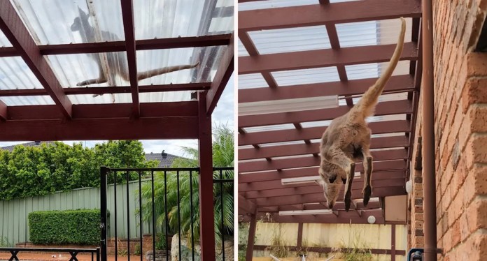 Mysterious Kangaroo Encounters Baffle Experts on Australian Street Mysterious Kangaroo Encounters Baffle Experts on Australian Street