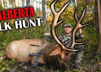 Non-Stop Elk Rut Action: Jake’s first Bull Elk w/ the Bow! Non-Stop Elk Rut Action: Jake’s first Bull Elk w/ the Bow!