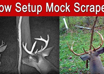 How to Make Mock Scrapes for Bucks & All Whitetail Deer | Step By Step Guide How to Make Mock Scrapes for Bucks & All Whitetail Deer | Step By Step Guide