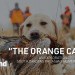 South Dakota Pheasant Hunting: It’s More Than A Hunt South Dakota Pheasant Hunting: It’s More Than A Hunt
