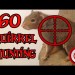 360 Hunting Videos: Squirrel Hunting Season Opener 2016 360 Hunting Videos: Squirrel Hunting Season Opener 2016