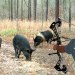 Bow Hunting Wild Pigs From the Ground (Two Pigs Down!!) Bow Hunting Wild Pigs From the Ground (Two Pigs Down!!)