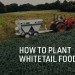 How To Plant Whitetail Food Plots How To Plant Whitetail Food Plots