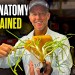 Deer Anatomy Myths DEBUNKED w/ Ranch Fairy | Hunters Advantage Podcast #295 Deer Anatomy Myths DEBUNKED w/ Ranch Fairy | Hunters Advantage Podcast #295