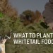 What To Plant In Whitetail Food Plots What To Plant In Whitetail Food Plots