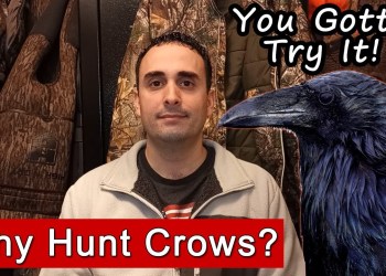 7 Reasons Crow Hunting Is The Best Place For Beginners To Start 7 Reasons Crow Hunting Is The Best Place For Beginners To Start