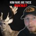 How Rare Are Boone & Crockett Whitetail? How Rare Are Boone & Crockett Whitetail?