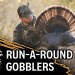 Late-Season Turkey Run-A-Round – TURKEY POSSE ’24 Late-Season Turkey Run-A-Round – TURKEY POSSE ’24