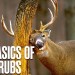 The Basics of Buck Rubs | What Rubs Are & Why They Matter for Big Bucks The Basics of Buck Rubs | What Rubs Are & Why They Matter for Big Bucks