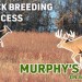 BUCK BREEDING Success || Murphy’s Law On Whitetails BUCK BREEDING Success || Murphy’s Law On Whitetails