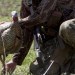 Turkey Hunting Tip: Are You Putting Your Decoys Close Enough? Turkey Hunting Tip: Are You Putting Your Decoys Close Enough?