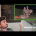 New World Record Whitetail Buck? – This Ending Is So Sad New World Record Whitetail Buck? – This Ending Is So Sad