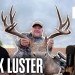 How to Grow & Kill Giant Bucks w/ Mark Luster | Hunters Advantage Podcast #276 How to Grow & Kill Giant Bucks w/ Mark Luster | Hunters Advantage Podcast #276