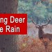How To Hunt Deer In The Rain | Tips and Tactics For Bad Weather Days How To Hunt Deer In The Rain | Tips and Tactics For Bad Weather Days
