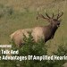 DIY Elk Hunting, Elk Talk And The Advantages Of Amplified Hearing DIY Elk Hunting, Elk Talk And The Advantages Of Amplified Hearing