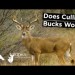 Does Culling Bucks REALLY Work? – QDMA Expert Weighs In On The Real Data Does Culling Bucks REALLY Work? – QDMA Expert Weighs In On The Real Data
