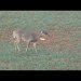 10 Bow Hunting Kill Shots – (4K SLOW MOTION) 10 Bow Hunting Kill Shots – (4K SLOW MOTION)