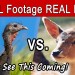 Wild Turkey Fights Deer | REAL Footage Wild Turkey Fights Deer | REAL Footage