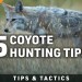 HOW to HUNT COYOTES | 5 COYOTE HUNTING TIPS HOW to HUNT COYOTES | 5 COYOTE HUNTING TIPS