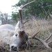 Huge Buck at 25 Yards Huge Buck at 25 Yards