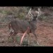 30 Bow Hunting Kill Shots (4K Slow Motion) 30 Bow Hunting Kill Shots (4K Slow Motion)