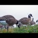 Goose Hunting With Final Approach Fully Flocked Decoys Goose Hunting With Final Approach Fully Flocked Decoys
