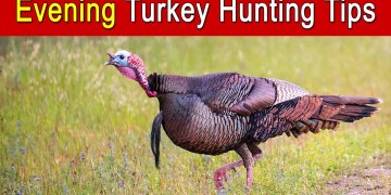 Evening Turkey Hunting Tips Evening Turkey Hunting Tips