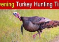 Evening Turkey Hunting Tips Evening Turkey Hunting Tips