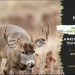 Whitetail Rut HuntClass | A Masterclass to Help You Master the Rut Whitetail Rut HuntClass | A Masterclass to Help You Master the Rut