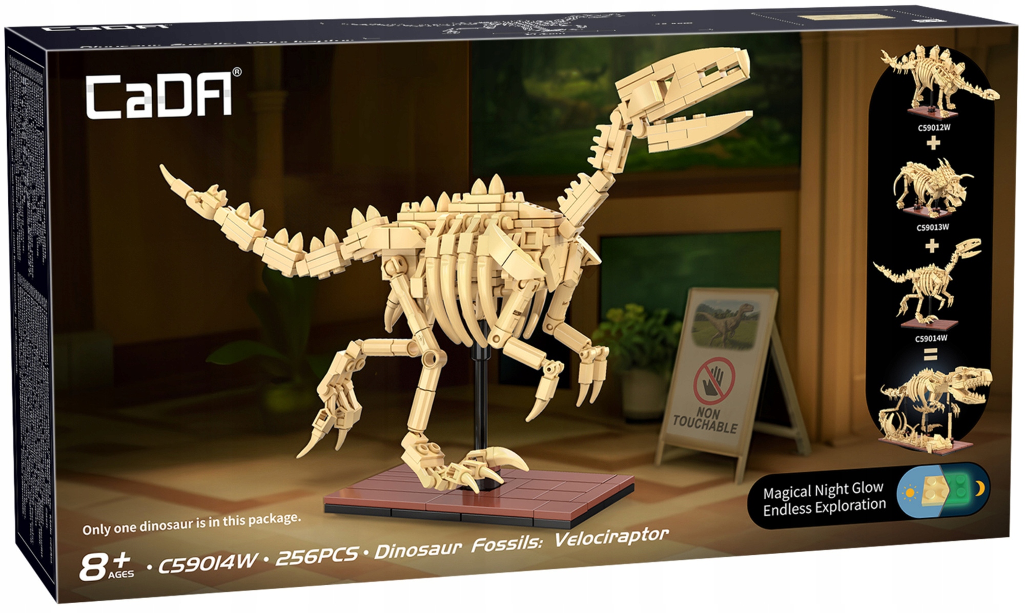 Cada dinozauras sviesiantis skeletas Velociraptor 256 el.