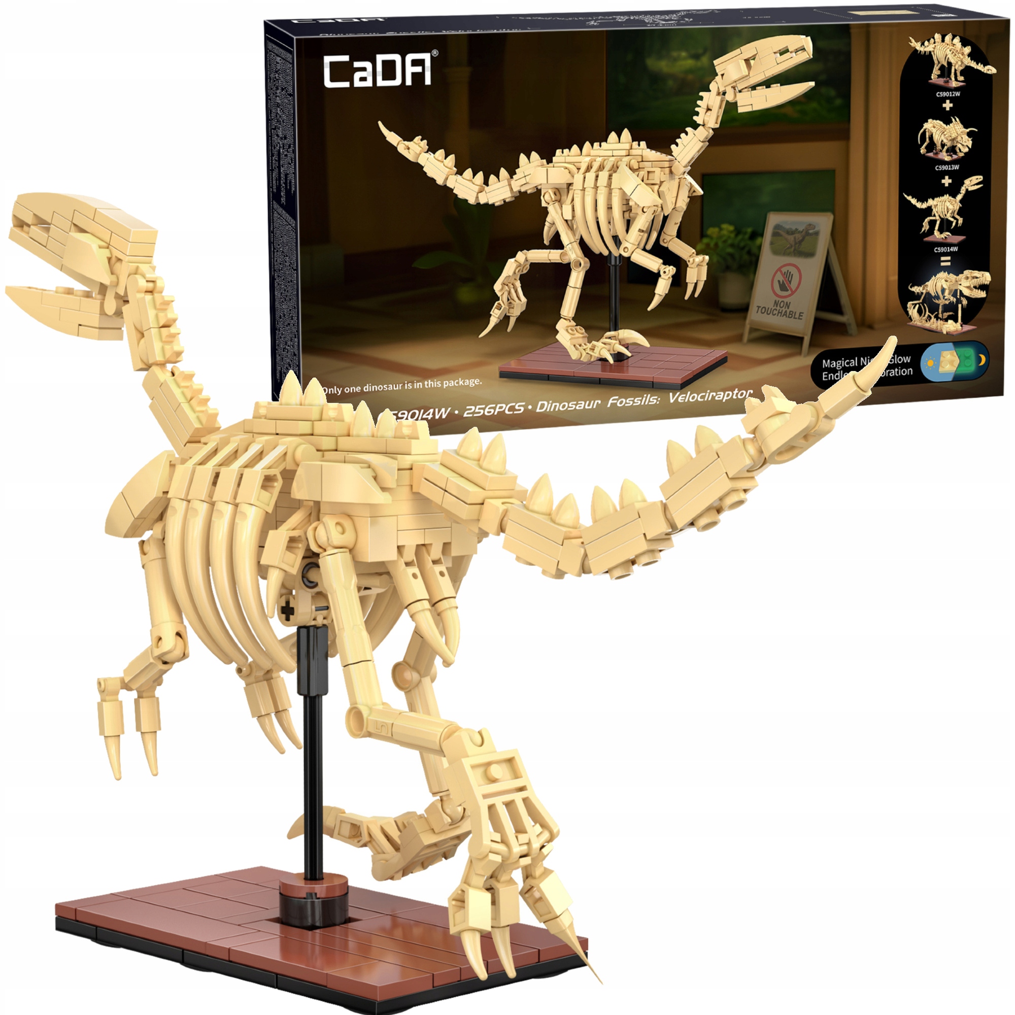 Cada dinozauras sviesiantis skeletas Velociraptor 256 el.