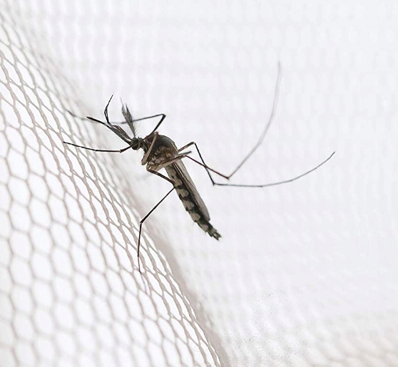LAZYhome moskitiera nuo uodų ir vabzdžių