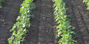 Soybeans Close the Week with Weakness Soybeans Close the Week with Weakness