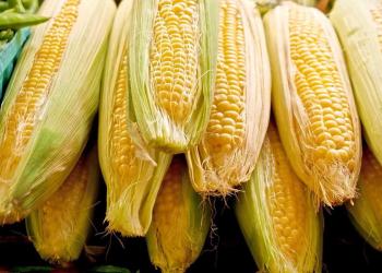 Corn Holding Gains at Midday Corn Holding Gains at Midday