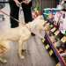 Another pet supplies store operator files Chapter 11 bankruptcy Another pet supplies store operator files Chapter 11 bankruptcy