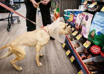 Another pet supplies store operator files Chapter 11 bankruptcy Another pet supplies store operator files Chapter 11 bankruptcy