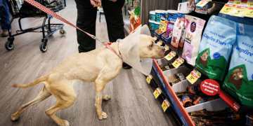 Another pet supplies store operator files Chapter 11 bankruptcy Another pet supplies store operator files Chapter 11 bankruptcy
