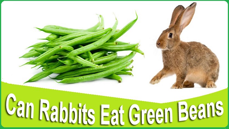 Can Rabbits Eat Green Beans Can Rabbits Eat Green Beans