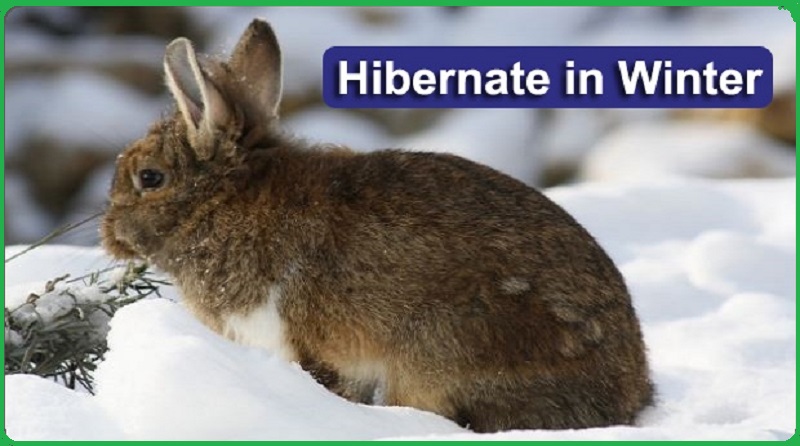 Do Rabbits Hibernate in winter Do Rabbits Hibernate in winter